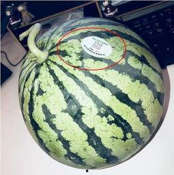 俄罗斯网红吃瓜,吃瓜大作战！